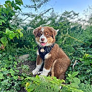 Aïka participe au concours pour gagner de l'argent avec cette photo : puppy, dog, brown_fur, white_fur, harness, sitting, greenery, plants, ivy, fern, outdoor, nature, sky, happy, tongue_out, young_dog, cute, pet, animal, daylight