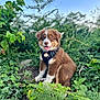 puppy, dog, brown_fur, white_fur, harness, sitting, greenery, plants, ivy, fern, outdoor, nature, sky, happy, tongue_out, young_dog, cute, pet, animal, daylight