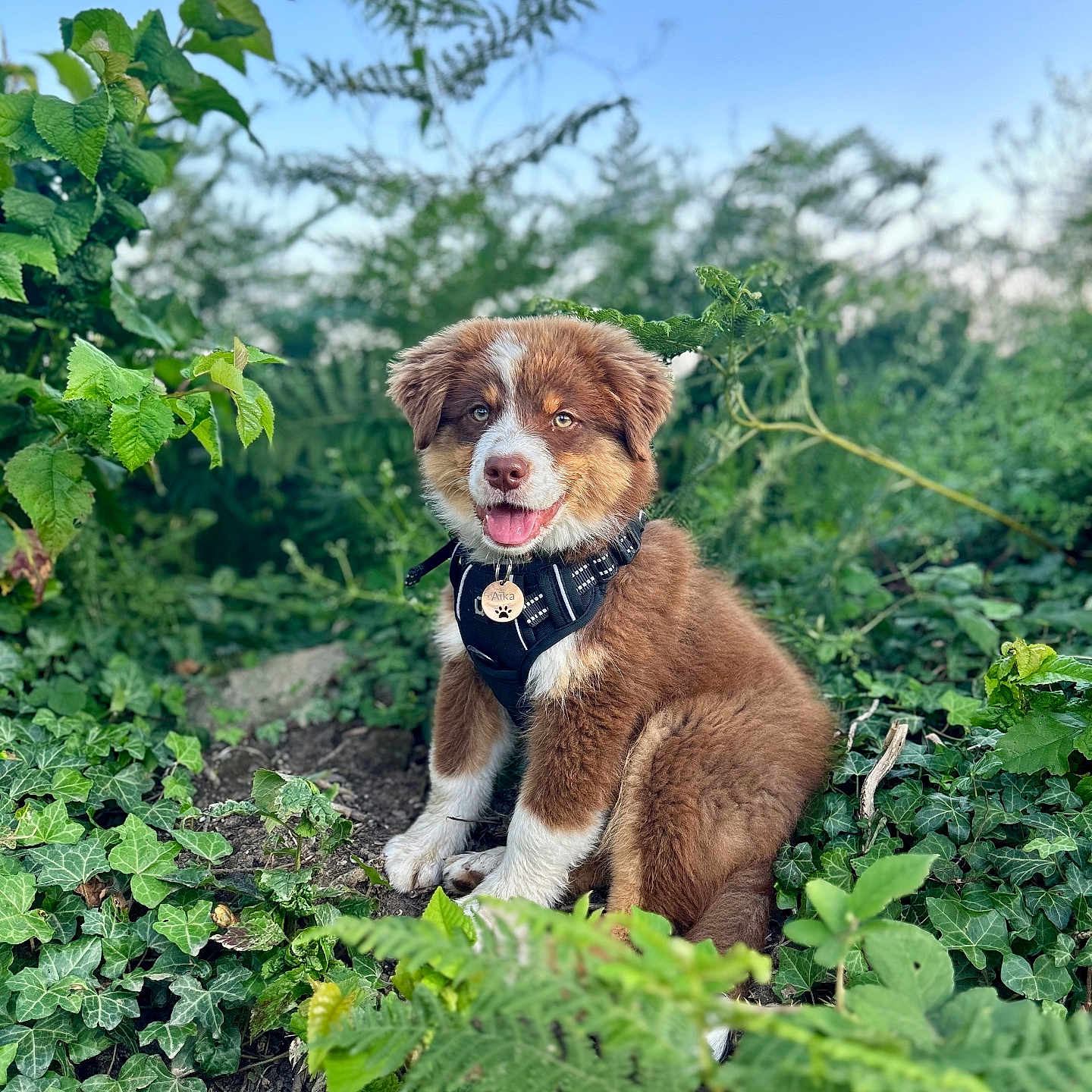Aïka participe au concours pour gagner de l'argent avec cette photo : animal, brown_fur, cute, daylight, dog, fern, greenery, happy, harness, ivy, nature, outdoor, pet, plants, puppy, sitting, sky, tongue_out, white_fur, young_dog
