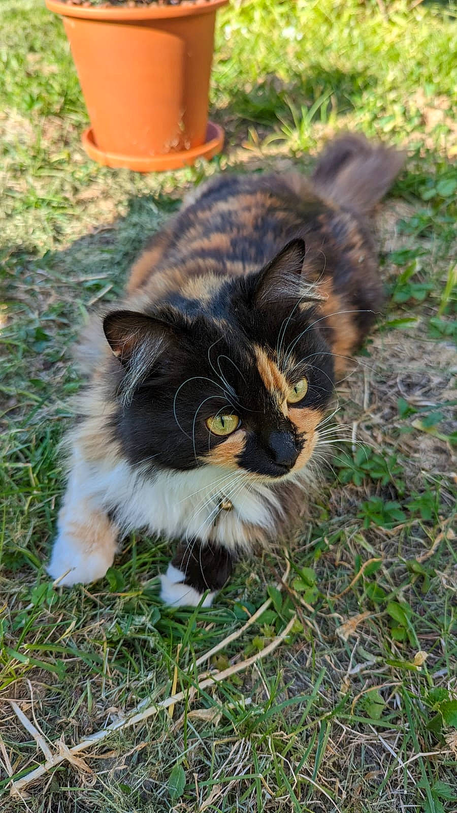 Bobine a rejoint le concours — aidez-le/la à gagner de superbes lots ! canidae, carnivore, cat, chair, dog_breed, domestic_short_haired_cat, felidae, fur, grass, groundcover, small_to_medium_sized_cats, snout, soil, tail, terrestrial_animal, whiskers, wildlife