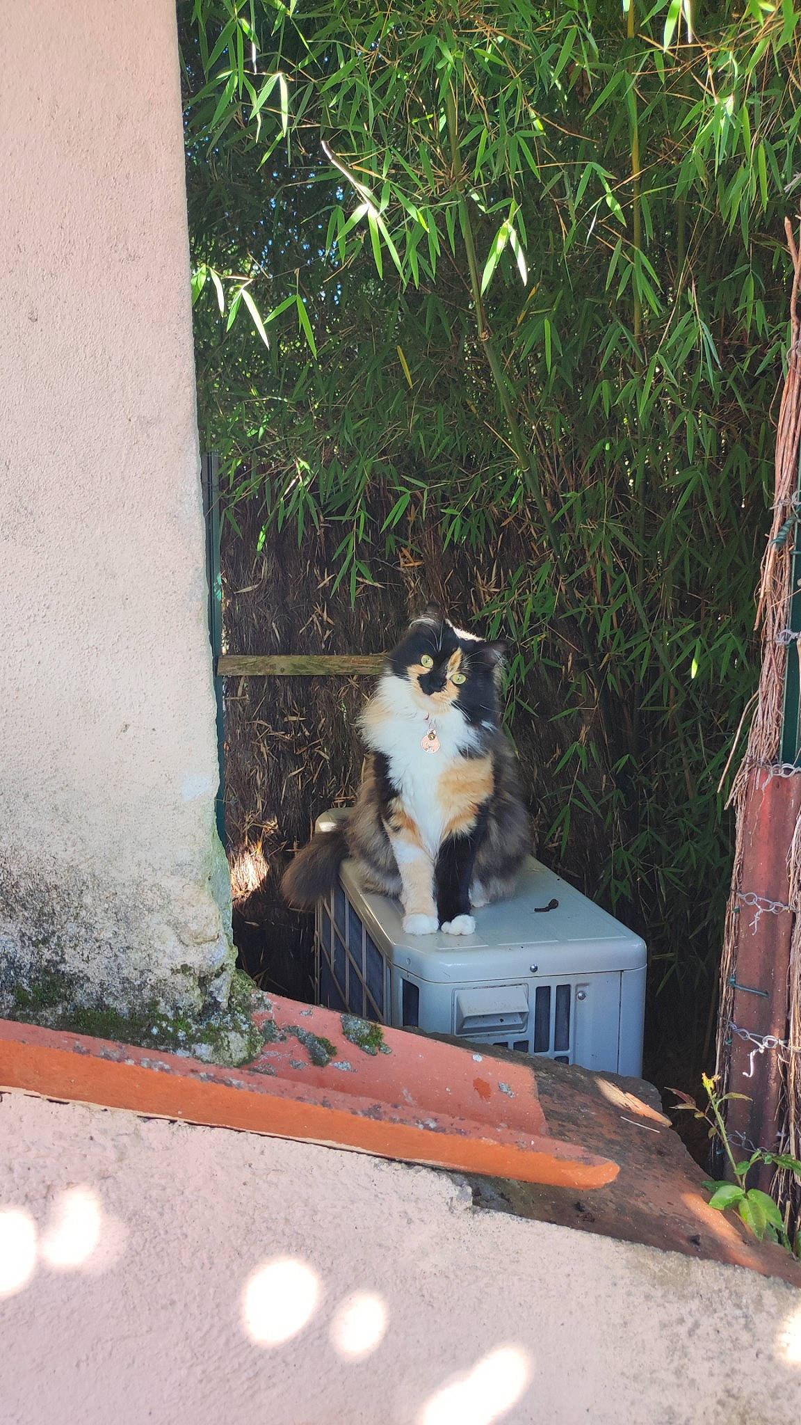 Bobine a rejoint le concours — aidez-le/la à gagner de superbes lots ! backyard, canidae, carnivore, cat, companion_dog, curtain, domestic_short_haired_cat, felidae, fur, grass, leisure, outdoor_furniture, plant, small_to_medium_sized_cats, sporting_group, tail, whiskers, wood, yard