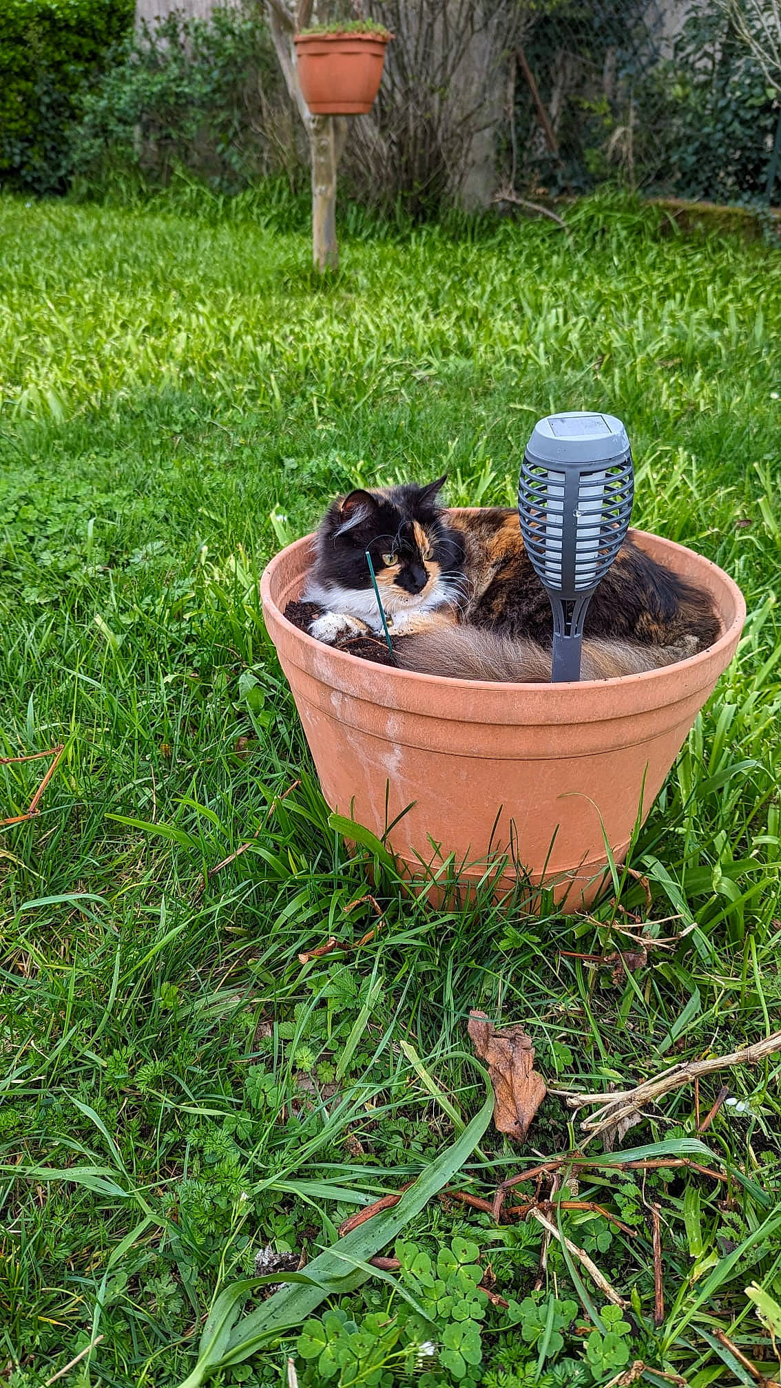 Bobine a rejoint le concours — aidez-le/la à gagner de superbes lots ! canidae, carnivore, cat, dog_breed, felidae, grass, groundcover, landscape, lawn, leisure, pet_supply, plant, plant_community, shrub, small_to_medium_sized_cats, soil, sporting_group, tail, tree, wildlife