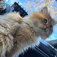 Asher is registered to the contest to win money with this photo: animal, blue_sky, car_interior, cat, close_up, cute, domestic_animal, ears, feline, fluffy, fur, outdoor, pet, portrait, side_view, sky, sunlight, tree_branches, whiskers, window