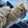 animal, blue_sky, car_interior, cat, close_up, cute, domestic_animal, ears, feline, fluffy, fur, outdoor, pet, portrait, side_view, sky, sunlight, tree_branches, whiskers, window