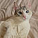 Feline