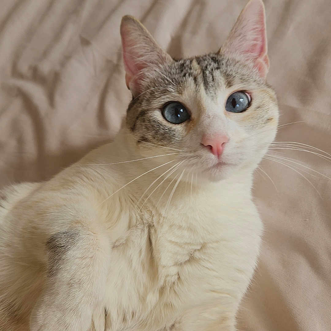 Feline participe au concours pour gagner de l'argent avec cette photo : cat, blue_eyes, whiskers, feline, pet, domestic_animal, lying_down, beige_blanket, soft_texture, cute, curious, paw, fur, animal_portrait, indoor, relaxed, close_up, mammal, face, ears