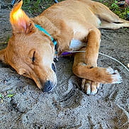 Scooby is registered to the contest to win money with this photo: animal, canine, closeup, collar, daylight, dog, ear, fur, ground, nature, nose, outdoor, paw, peaceful, pet, quiet, relaxed, resting, sand, sleeping