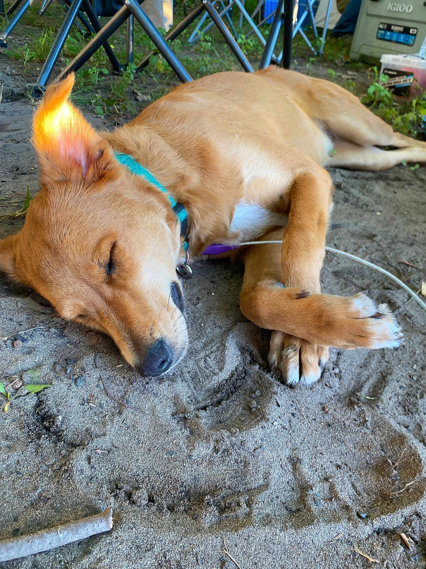 Scooby