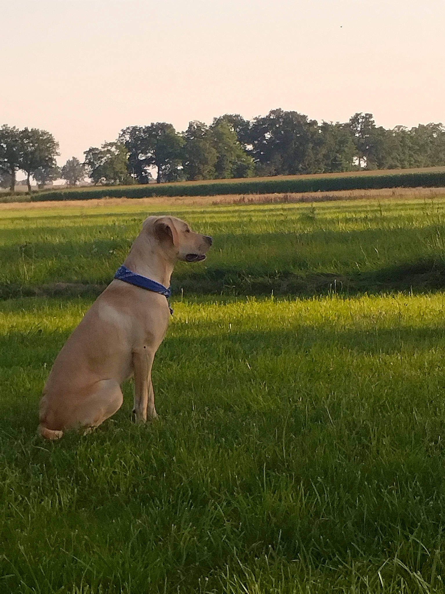 Iggy participe au concours pour gagner de l'argent avec cette photo : carnivore, collar, companion_dog, dog, dog_breed, dog_collar, fawn, field, grass, grassland, gun_dog, landscape, pasture, pet_supply, plant, sky, sporting_group, tail, tree, working_animal