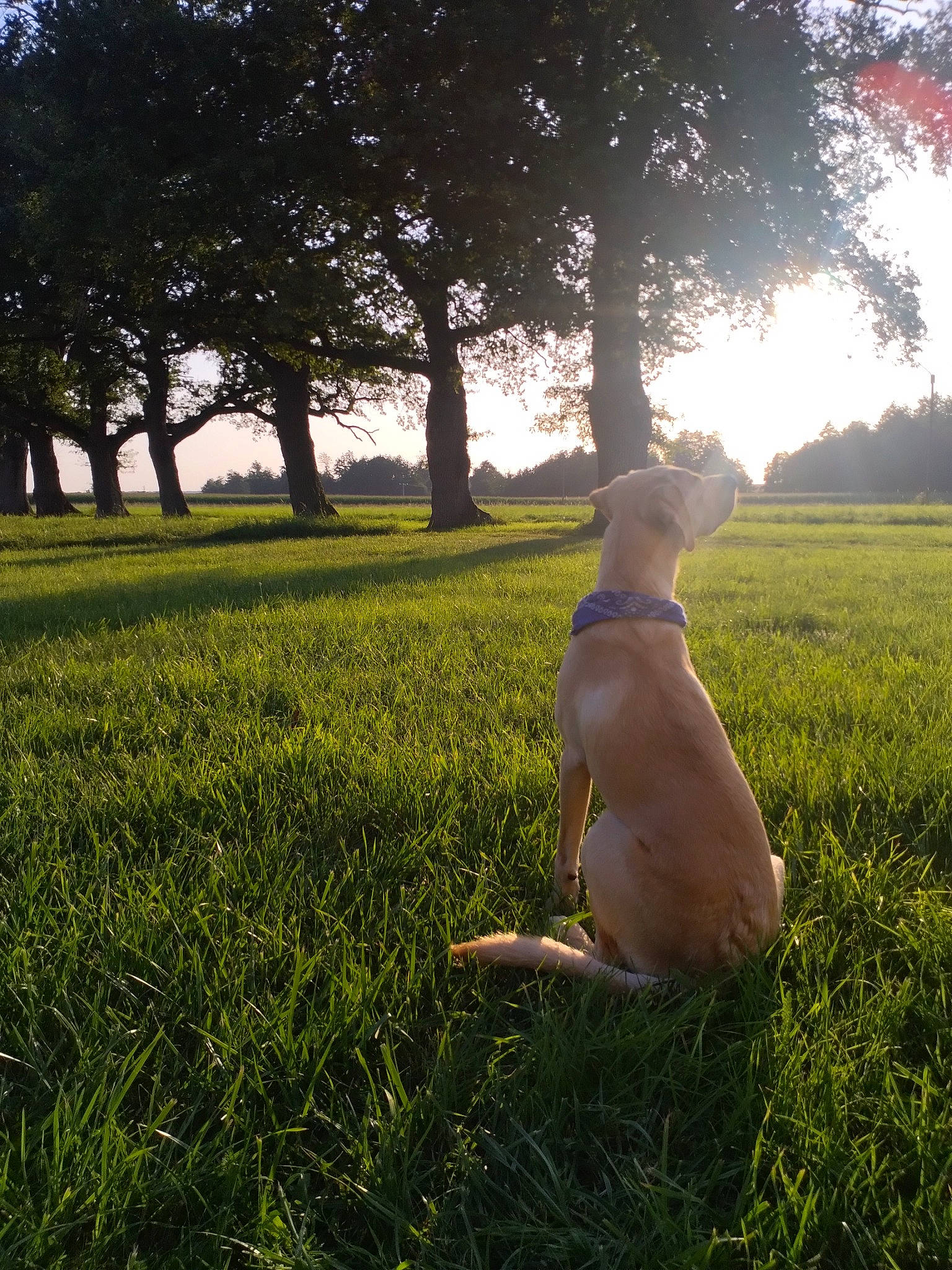 Iggy a rejoint le concours — aidez-le/la à gagner de superbes lots ! backlighting, carnivore, companion_dog, dog, dog_breed, fawn, grass, grass_family, grassland, human_leg, landscape, lawn, meadow, people_in_nature, plant, sky, sunlight, tail, tints_and_shades, tree