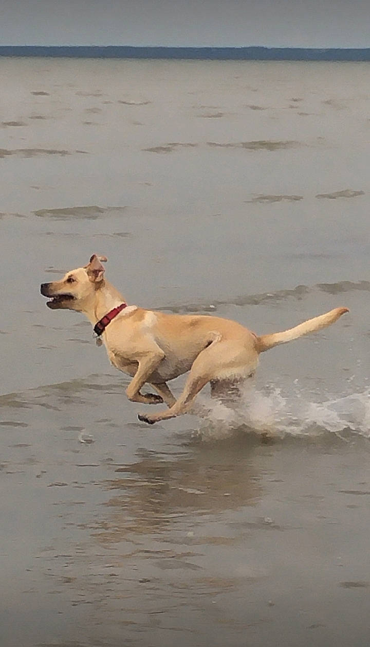 Iggy a rejoint le concours — aidez-le/la à gagner de superbes lots ! beach, body_of_water, canidae, carnivore, collar, companion_dog, dog, dog_breed, dog_collar, dog_supply, fawn, lake, liquid, pet_supply, retriever, snout, sporting_group, tail, water, working_animal