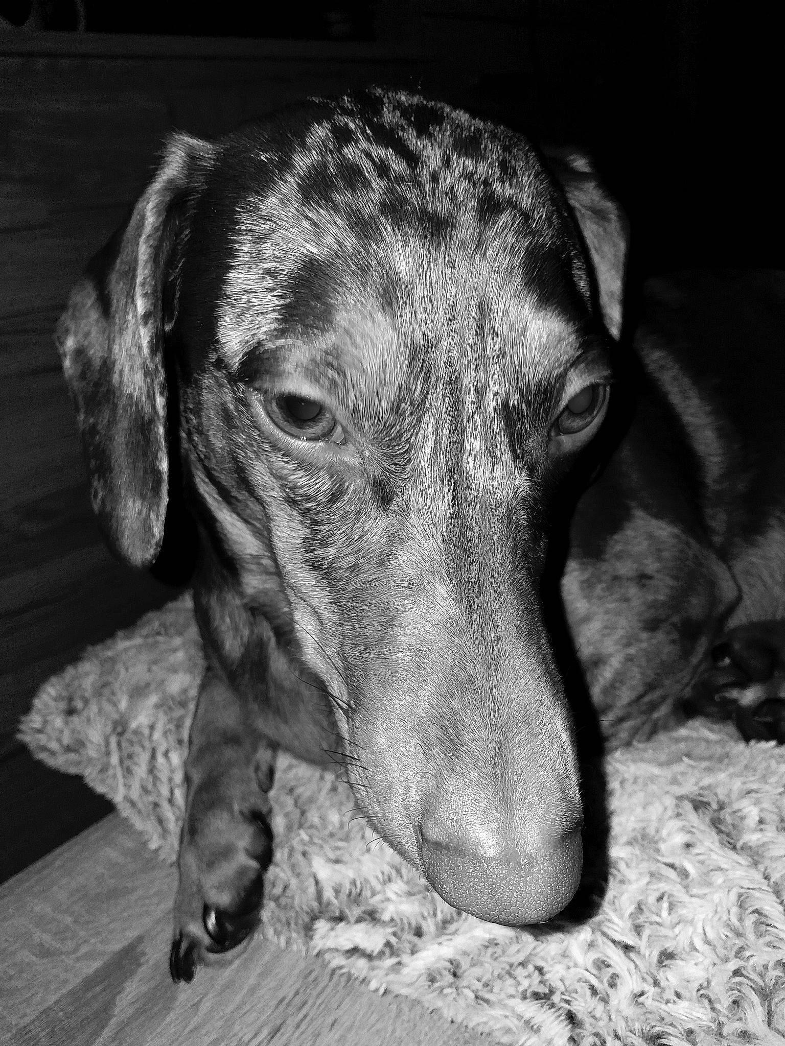 Lilo participe au concours pour gagner de l'argent avec cette photo : black_and_white, canidae, carnivore, dachshund, dog, dog_breed, ear, mammal, monochrome, monochrome_photography, mountain_cur, nose, snout, style, vertebrate, whiskers