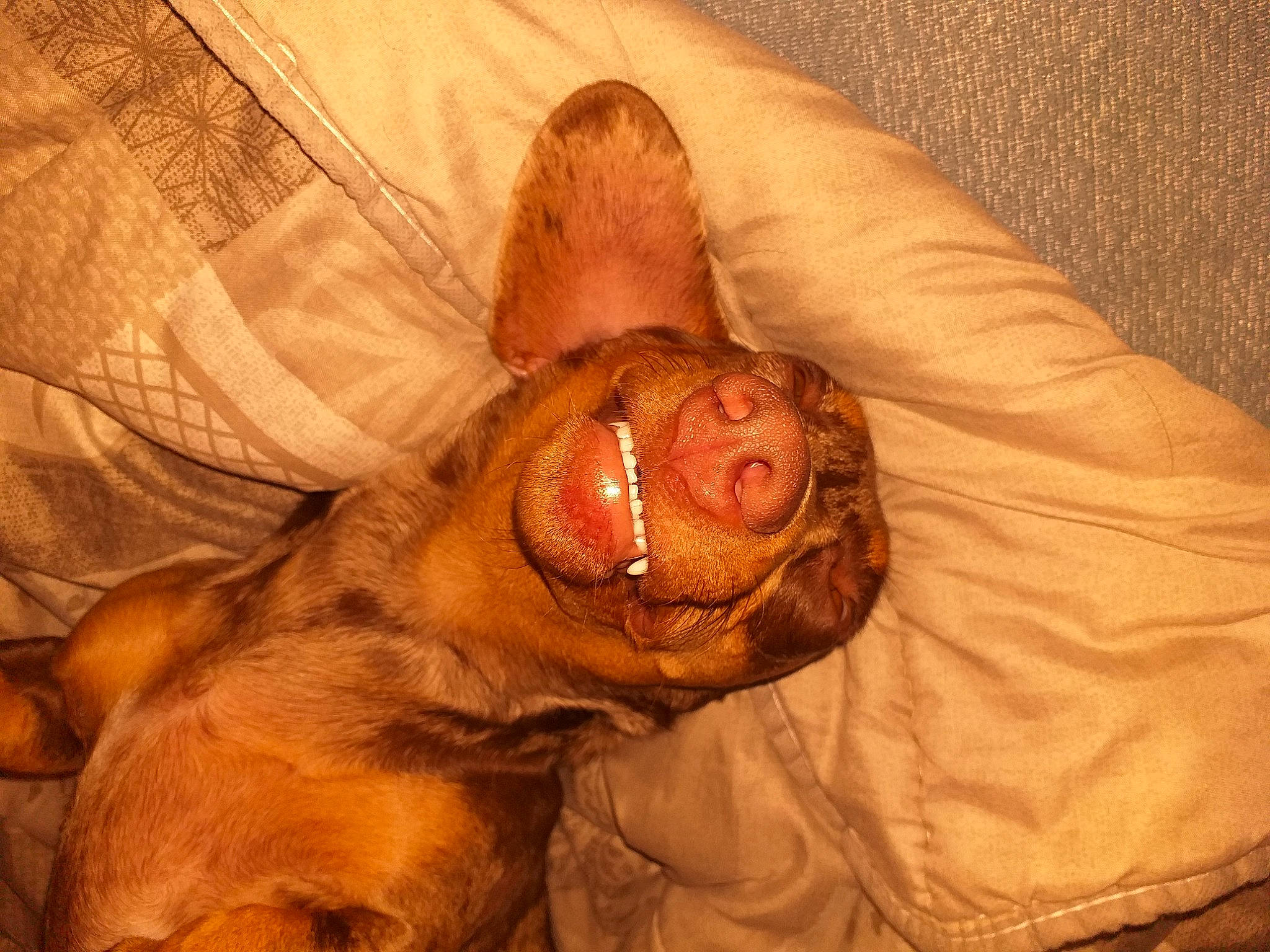 Lilo a rejoint le concours — aidez-le/la à gagner de superbes lots ! canidae, carnivore, dog, dog_breed, dogue_de_bordeaux, ear, fawn, snout, sporting_group, vizsla