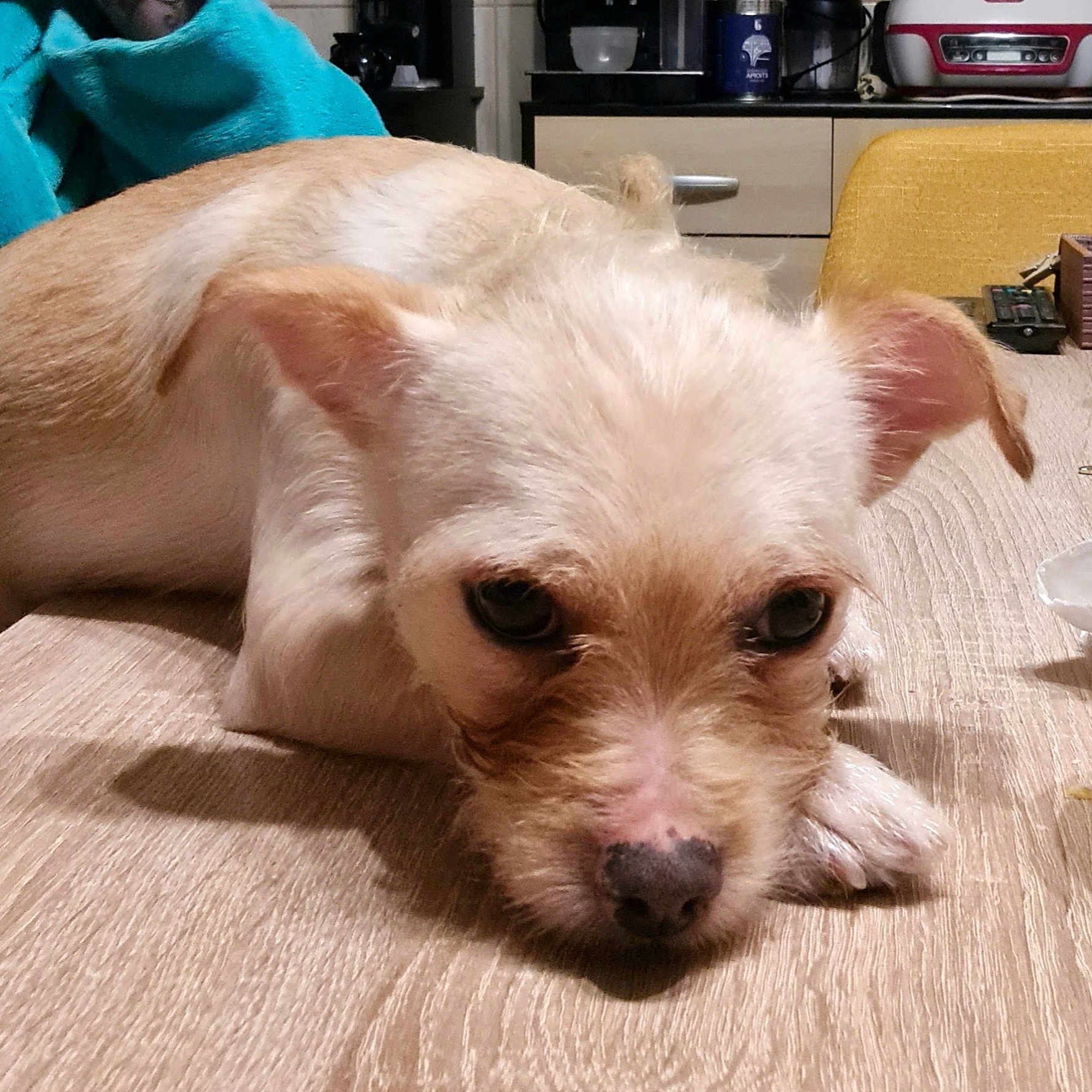 Teddy