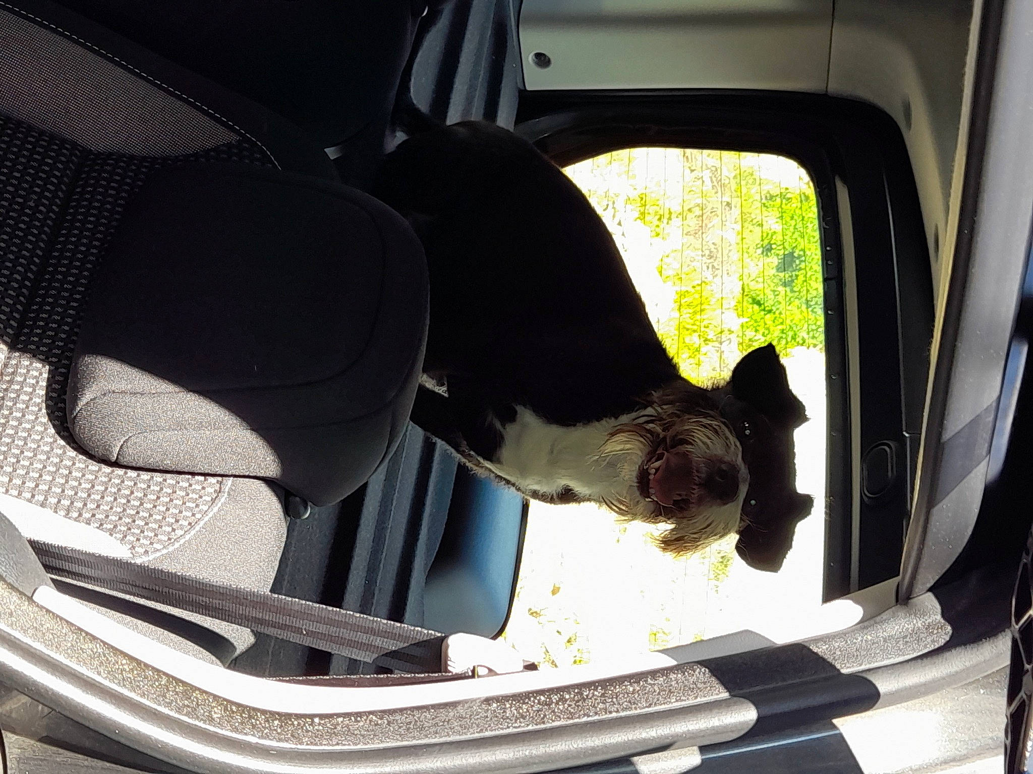 Chocolat a rejoint le concours — aidez-le/la à gagner de superbes lots ! auto_part, automotive_design, automotive_exterior, automotive_lighting, automotive_mirror, automotive_tire, car, car_seat, car_seat_cover, carnivore, comfort, dog, hat, hood, mode_of_transport, motor_vehicle, tints_and_shades, vehicle, vehicle_door, window