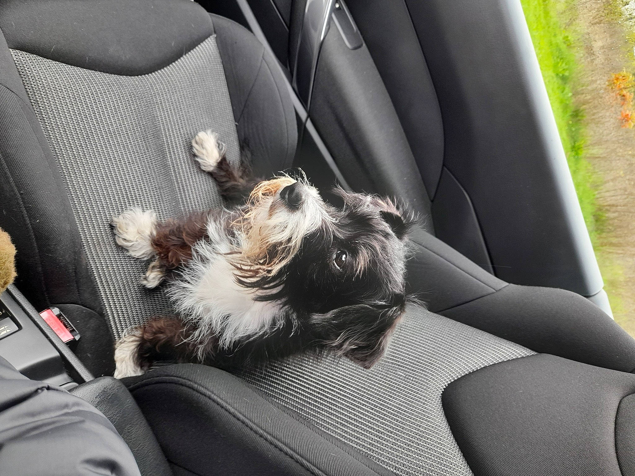 Chocolat participe au concours pour gagner de l'argent avec cette photo : auto_part, automotive_design, automotive_exterior, car, car_seat, car_seat_cover, carnivore, comfort, companion_dog, dog_breed, felidae, head_restraint, human_leg, motor_vehicle, personal_luxury_car, seat_belt, vehicle, vehicle_door, window, windshield