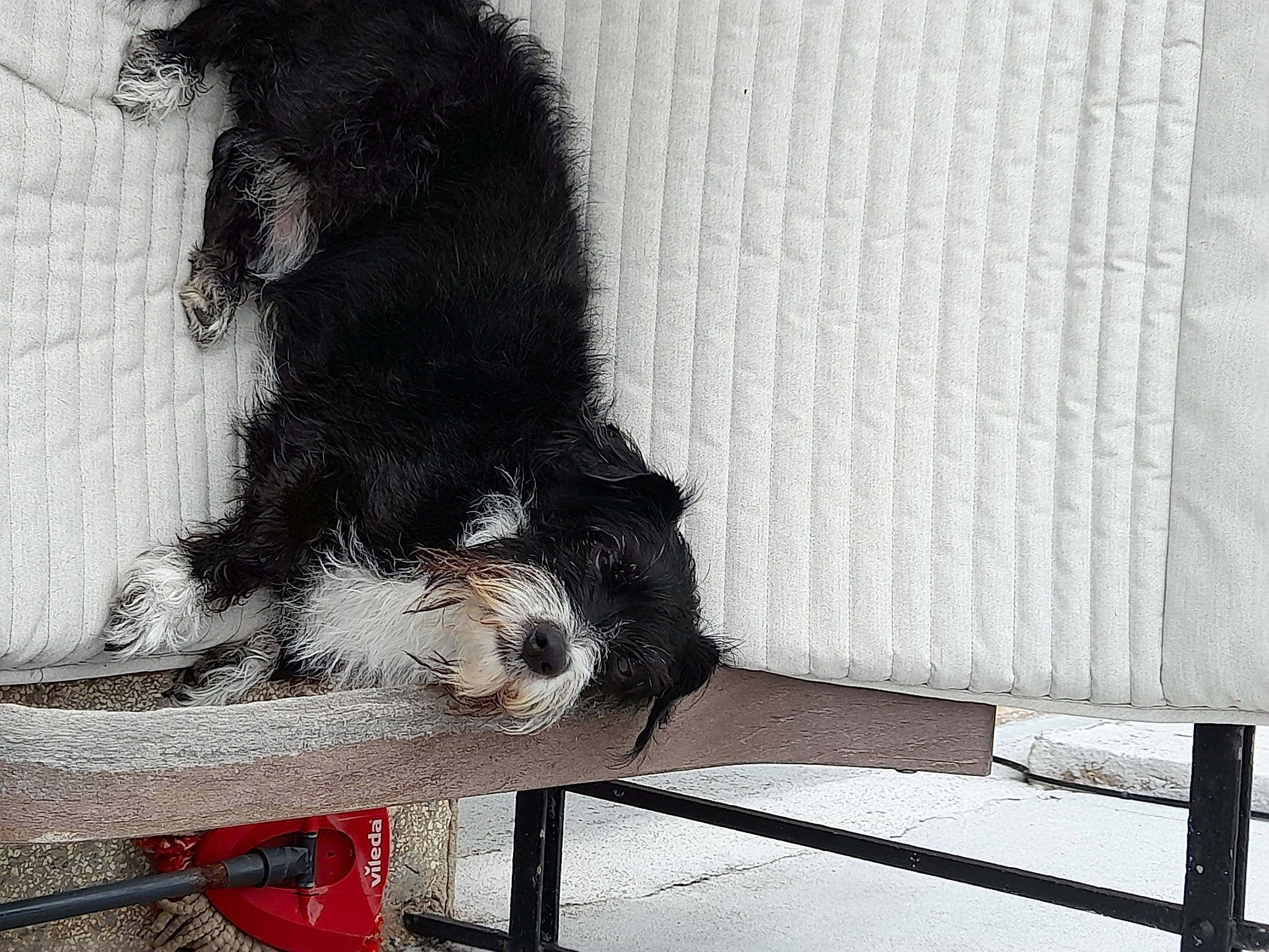 Chocolat participe au concours pour gagner de l'argent avec cette photo : canidae, carnivore, claw, companion_dog, dog, dog_breed, foot, fur, paw, small_to_medium_sized_cats, snout, spaniel, sporting_group, tail, terrestrial_animal, whiskers, wood, working_animal