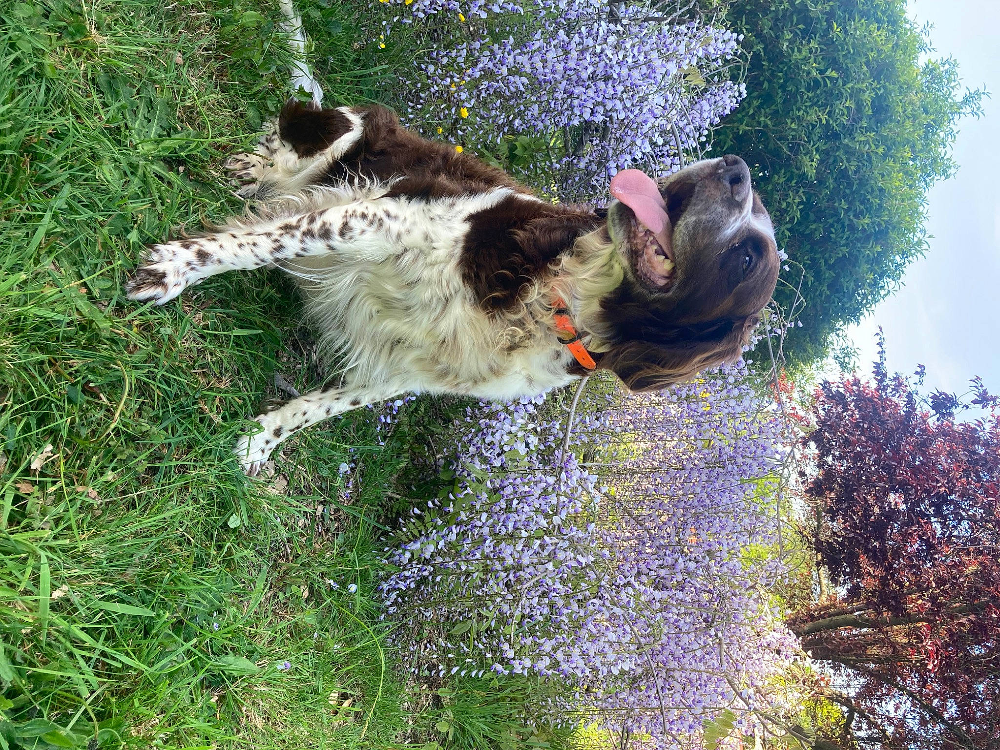 Gosse participe au concours pour gagner de l'argent avec cette photo : canidae, carnivore, companion_dog, dog, dog_breed, fawn, felidae, flower, fur, grass, herding_dog, plant, schnauzer, sky, small_to_medium_sized_cats, snout, sporting_group, tail, tree, working_animal