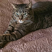 Little Kitty is registered to the contest to win money with this photo: cat, tabby, animal, pet, feline, indoor, quilt, bed, resting, relaxed, fur, whiskers, paws, ears, eyes, striped, mammal, cute, cozy, texture