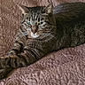 cat, tabby, animal, pet, feline, indoor, quilt, bed, resting, relaxed, fur, whiskers, paws, ears, eyes, striped, mammal, cute, cozy, texture