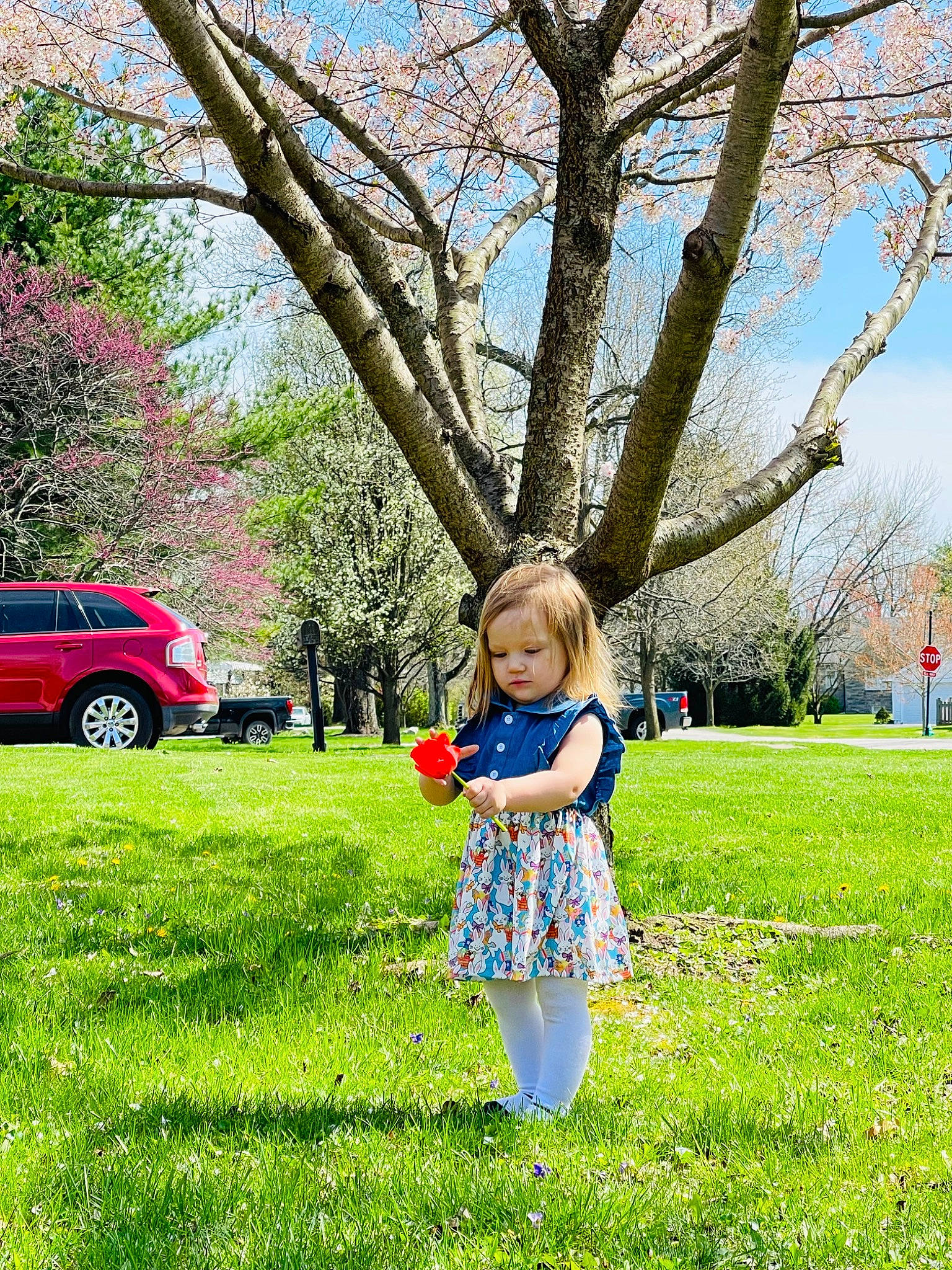 Audrey joined the competition — help win amazing prizes! botany, branch, car, flower, grass, grass_family, green, happy, leaf, leisure, nature, people_in_nature, person, pink, plant, sky, tire, tree, vehicle, wheel