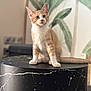 cat, kitten, orange_cat, white_cat, table, black_table, marble, indoor, plant, leaf_pattern, curious, pet, animal, feline, young_cat, sitting, fur, whiskers, ears, tail
