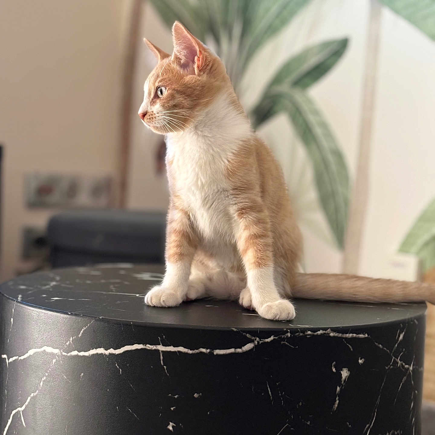 Roca participe au concours pour gagner de l'argent avec cette photo : background_blur, black_marble, cat, curious, domestic_animal, ears, feline, furniture, ginger_cat, houseplant, indoor, pet, plant_wall_art, side_view, sitting, soft_light, table, tail, whiskers, white_cat