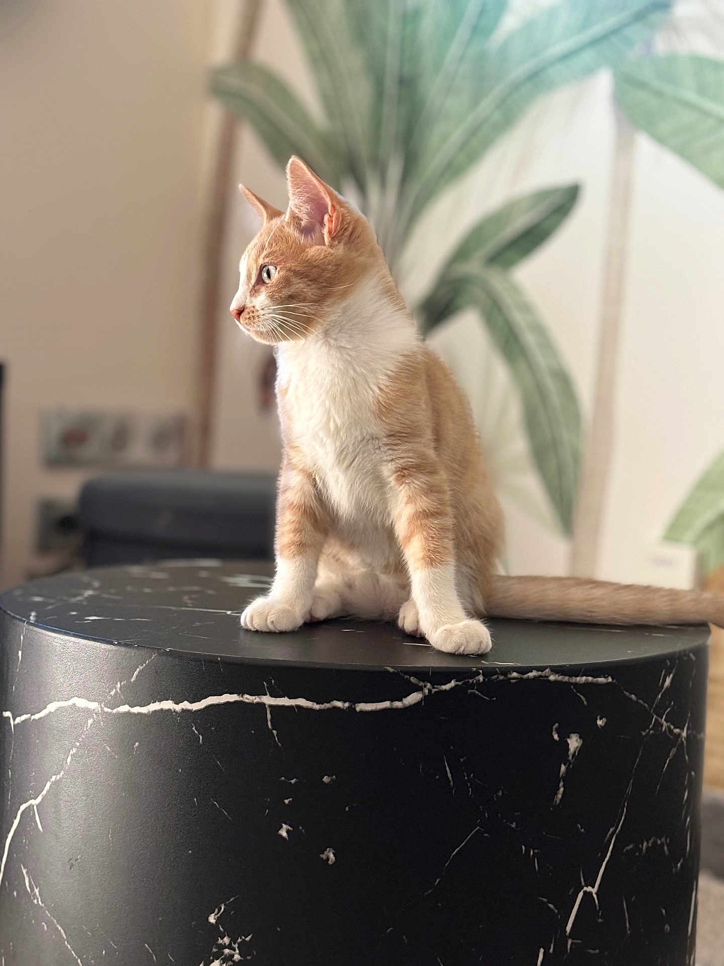 Roca participe au concours pour gagner de l'argent avec cette photo : cat, ginger_cat, white_cat, pet, indoor, table, black_marble, furniture, plant_wall_art, curious, sitting, feline, domestic_animal, whiskers, ears, tail, soft_light, side_view, background_blur, houseplant