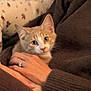 cat, kitten, animal, pet, orange_cat, white_cat, person, hand, ring, sweater, cozy, indoor, cuddle, comfort, fur, resting, close_up, warm_colors, domestic, relaxation