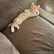 Gordo is registered to the contest to win money with this photo: animal, cat, couch, cozy, cute, domestic_cat, fur, home, indoor, kitten, lying_down, orange_cat, pet, relaxed, remote_control, resting, small, sofa, white_cat, wood_floor