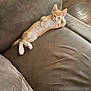 animal, cat, couch, cozy, cute, domestic_cat, fur, home, indoor, kitten, lying_down, orange_cat, pet, relaxed, remote_control, resting, small, sofa, white_cat, wood_floor