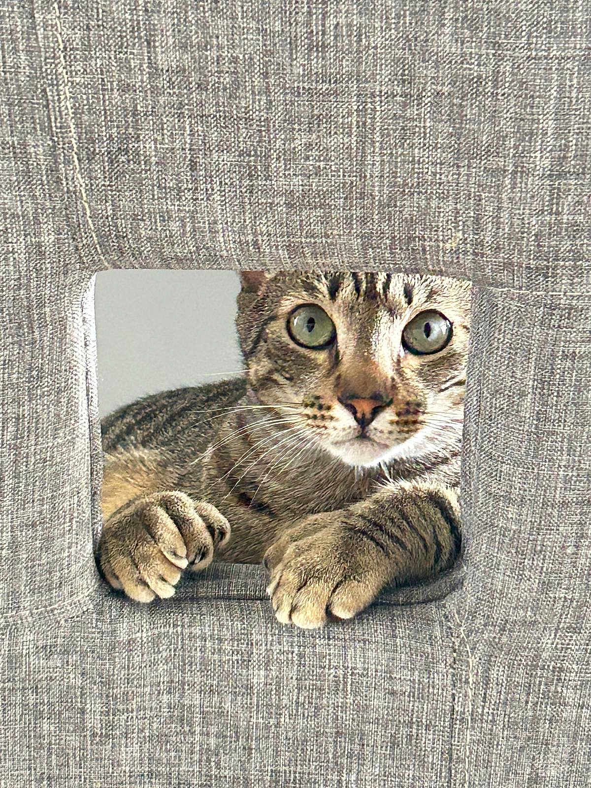 Yuki joined the competition — help win amazing prizes! cat, tabby_cat, pet, paws, whiskers, green_eyes, upholstery, fabric, square_hole, peek, curious, close_up, portrait, indoor, furniture, texture, claws, face, playful, mischief