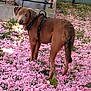 Rio a rejoint le concours — aidez-le/la à gagner de superbes lots ! dog, brown_dog, flower_petals, pink_flowers, harness, outdoor, grass, stone_wall, curious, looking_back, animal, nature, daylight, greenery, pet, mammal, walking, canine, garden, spring