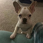 Honey joined the competition — help win amazing prizes! animal, blue, carpet, curious, cushion, cute, dog, ears, face, french_bulldog, fur, home, indoor, looking_up, mammal, paws, pet, plaid, puppy, small_dog