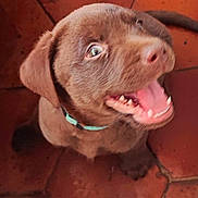 Jacks participe au concours pour gagner de l'argent avec cette photo : puppy, dog, chocolate_labrador, pet, animal, canine, floor, terracotta, tile, brown, cute, young, collar, happy, mouth_open, looking_up, indoor, fur, playful, closeup