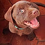 puppy, dog, chocolate_labrador, pet, animal, canine, floor, terracotta, tile, brown, cute, young, collar, happy, mouth_open, looking_up, indoor, fur, playful, closeup