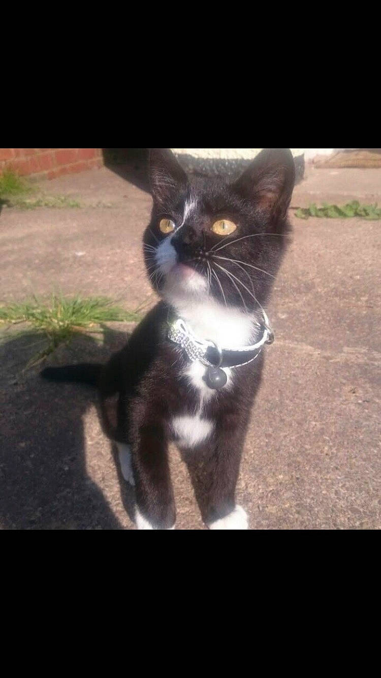 Tootsie joined the competition — help win amazing prizes! black_cat, carnivore, cat, domestic_short_haired_cat, ear, eye, felidae, fur, kitten, nose, photo_caption, photography, polydactyl_cat, small_to_medium_sized_cats, snapshot, snout, tail, whiskers