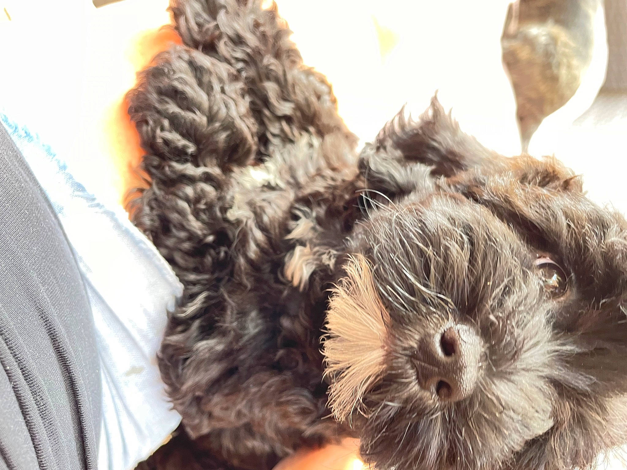 Bella joined the competition — help win amazing prizes! canidae, carnivore, companion_dog, dog, dog_breed, event, felidae, fur, puppy_love, small_terrier, small_to_medium_sized_cats, snout, sporting_group, stuffed_toy, teddy_bear, terrestrial_animal, terrier, toy, toy_dog, whiskers