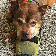 Red joined the competition — help win amazing prizes! dog, brown, plush_toy, car_toy, carpet, indoor, pet, collar, rainbow_collar, lying_down, resting, close_up, animal, canine, cute, relaxed, face, ears, floor, domestic