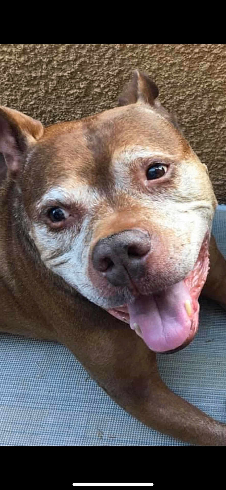 Red joined the competition — help win amazing prizes! dog, brown_dog, happy, tongue_out, close_up, pet, canine, smiling, fur, animal, face, ears, nose, whiskers, outdoor, texture, surface, background, lying_down, friendly