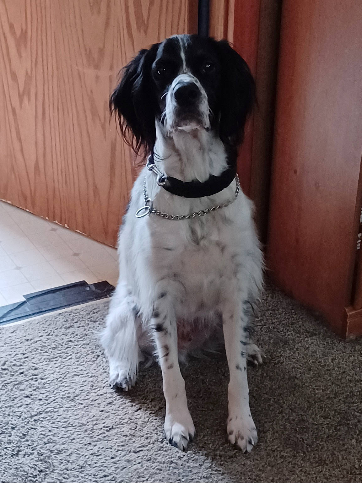 Hunter joined the competition — help win amazing prizes! carnivore, collar, companion_dog, dog, dog_breed, dog_collar, door, flooring, fur, gun_dog, king_charles_spaniel, spaniel, sporting_group, working_animal, working_dog