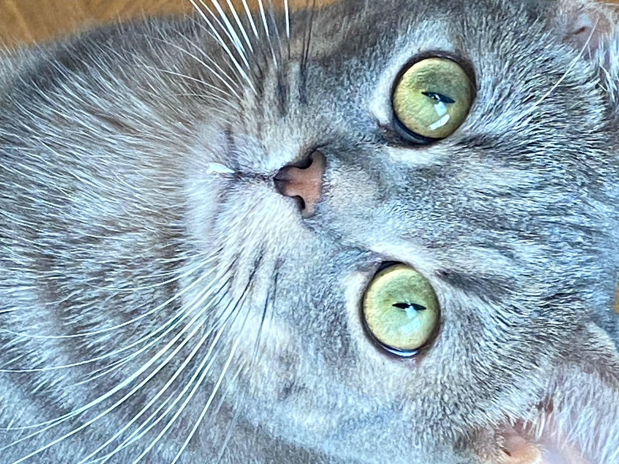 Tresor a rejoint le concours — aidez-le/la à gagner de superbes lots ! carnivore, cat, close_up, domestic_short_haired_cat, electric_blue, eye, felidae, fur, groundcover, head, macro_photography, photography, small_to_medium_sized_cats, snout, terrestrial_animal, whiskers, wildlife