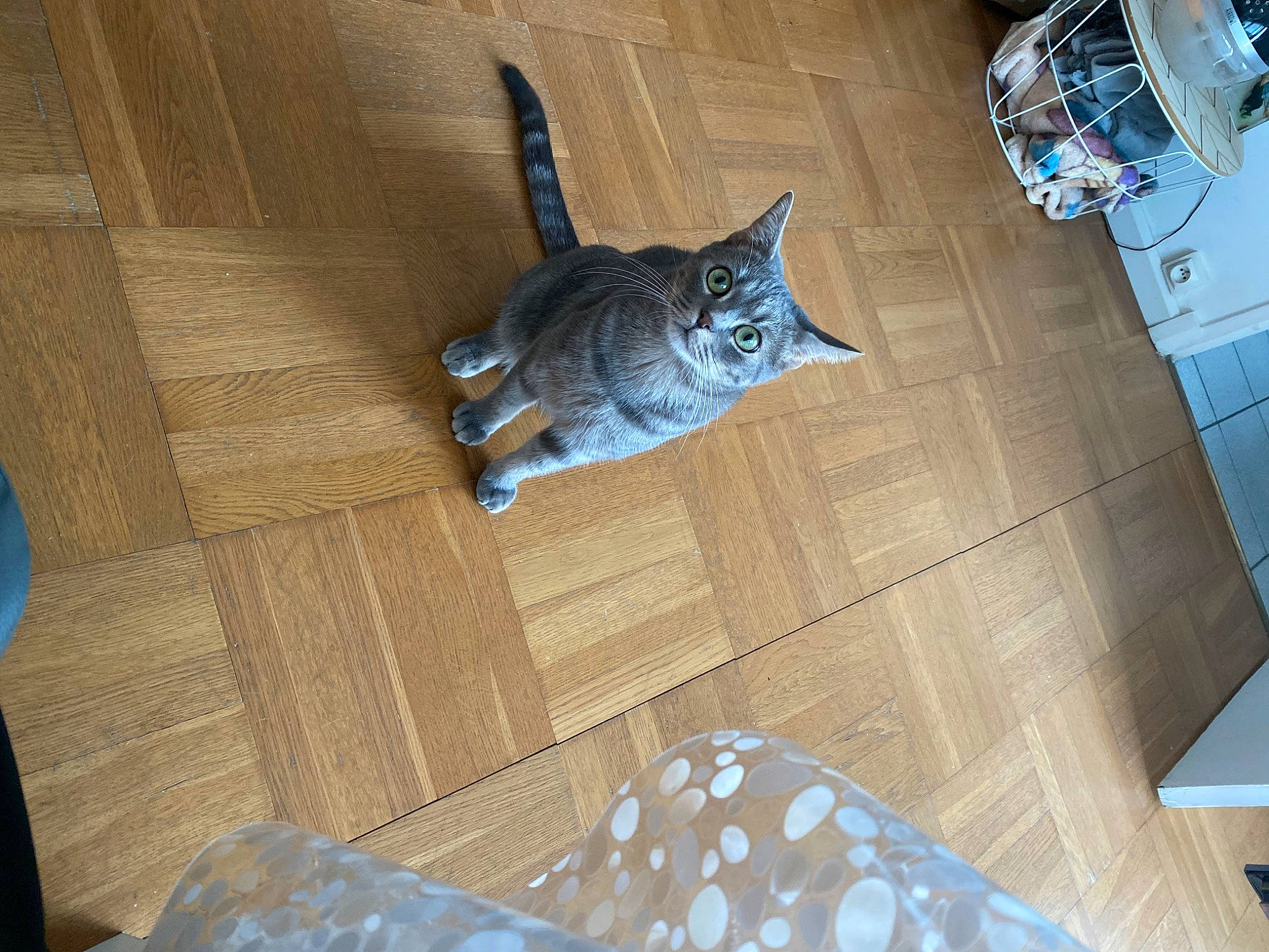 Tresor a rejoint le concours — aidez-le/la à gagner de superbes lots ! blue, carnivore, cat, comfort, domestic_short_haired_cat, electric_blue, felidae, floor, flooring, fur, grey, hardwood, laminate_flooring, pattern, small_to_medium_sized_cats, tail, whiskers, wood, wood_flooring, wood_stain