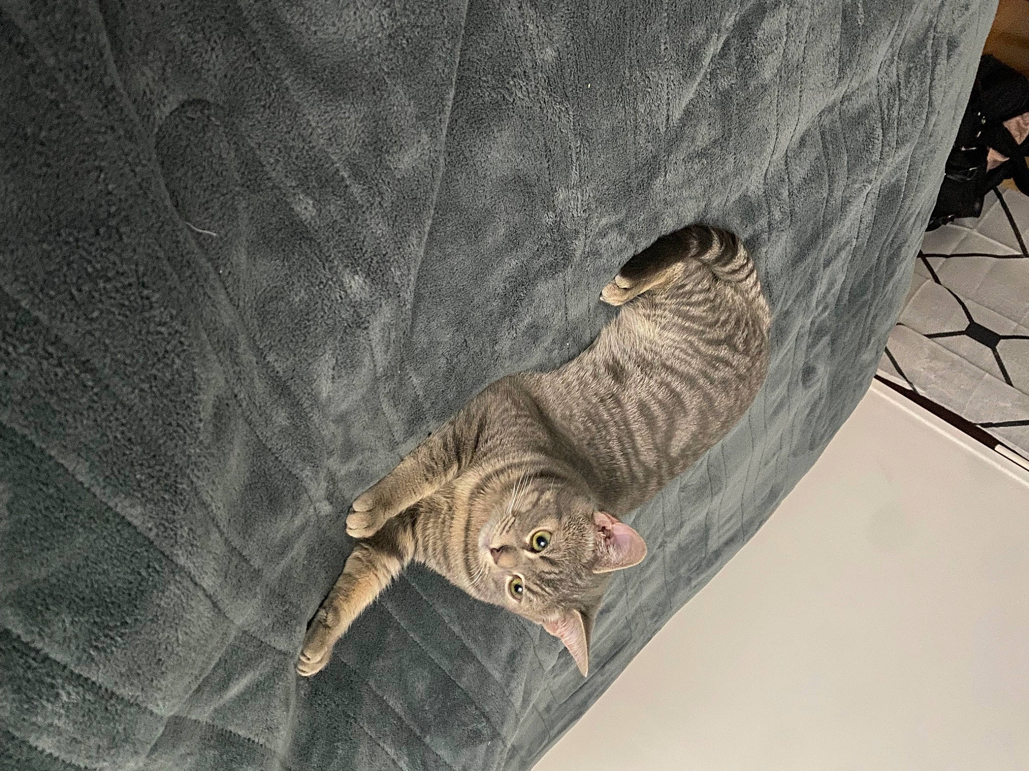 Tresor participe au concours pour gagner de l'argent avec cette photo : bird_of_prey, carnivore, cat, felidae, fur, grey, pattern, sleeve, small_to_medium_sized_cats, tail, terrestrial_animal, whiskers, wood