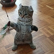 Maïty participe au concours pour gagner de l'argent avec cette photo : brown_tabby, cat, cat_toy, curious, cute, domestic_animal, feather, feline, home, indoor, kitten, parquet_floor, pet, pet_bed, playful, raised_paws, striped, toy, wood_flooring, young_cat