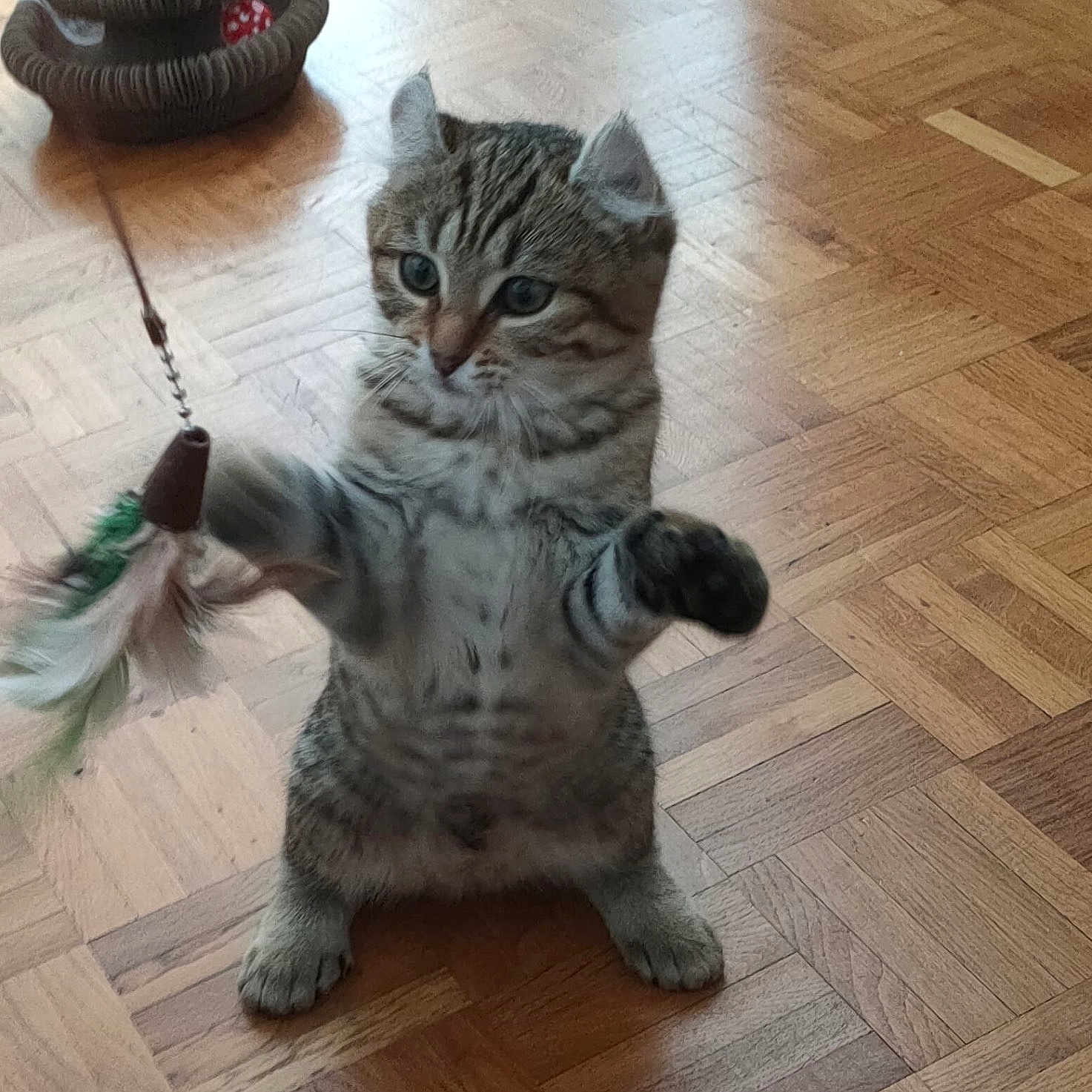 Maïty participe au concours pour gagner de l'argent avec cette photo : brown_tabby, cat, cat_toy, curious, cute, domestic_animal, feather, feline, home, indoor, kitten, parquet_floor, pet, pet_bed, playful, raised_paws, striped, toy, wood_flooring, young_cat