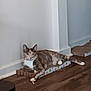 Cleo joined the competition — help win amazing prizes! animal, calm, cardboard, cat, corner, cute, domestic, feline, floor, house_pet, indoor, laying, pet, quiet, relaxed, resting, scratcher, tabby, white_paws, wood_floor