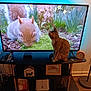 animal, cat, clock, curious, decor, furniture, indoor, living_room, nature, orange_cat, pet, photograph, plant, remote_control, sign, squirrel, television, tv_stand, watching, wood_floor