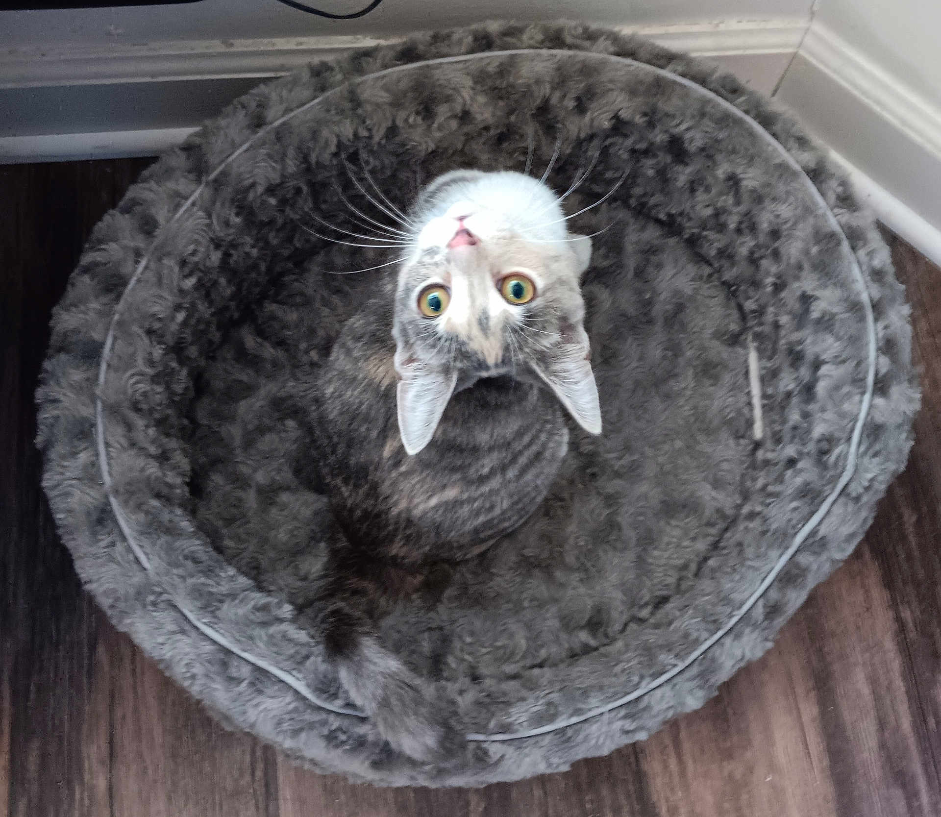 Cleo