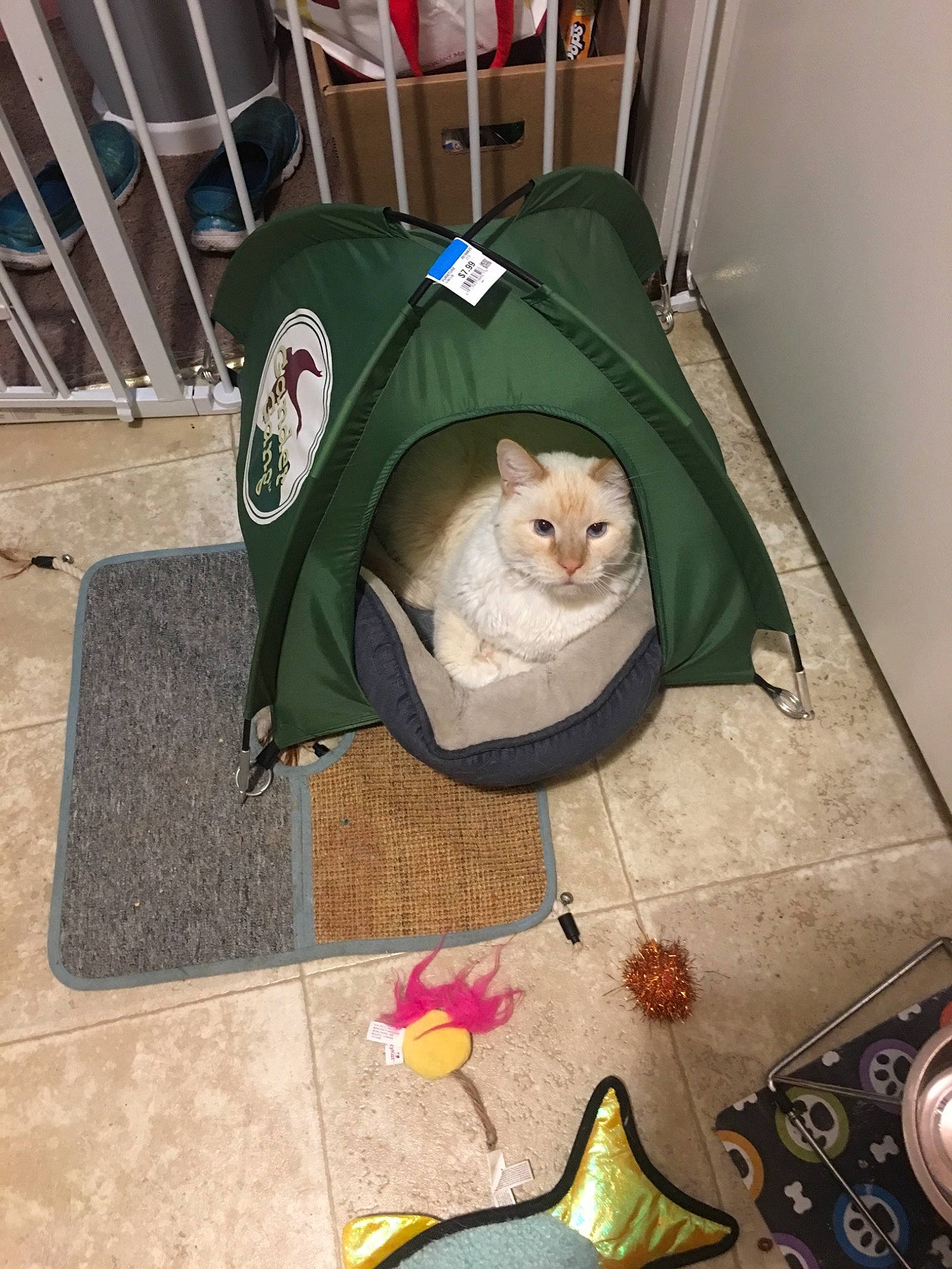 Goose is registered to the contest to win money with this photo: cat, felidae, small_to_medium_sized_cats, tent